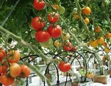 হাইব্ৰীড বিলাহী খেতিত সাৰ প্ৰয়োগ (Fertilizer application in hybrid tomato cultivation)