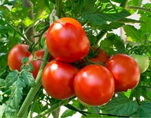 বিলাহী খেতি (Tomato Farming)