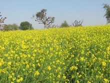 লাভজনক সৰিয়হ খেতি কৰি লাখ টকা উপার্জন কৰক (Profitable Mustard Farming Business Idea)