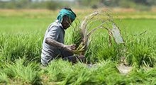 Kisan Fasal Yojna:  কৃষকে লাভ কৰিব ১৫,০০০ টকাৰ ক্ষতিপূৰণ