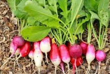 মূলা পাতৰ (Radish Leave) উপকাৰিতা বিষয়ে কিছু কথা