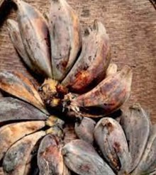 ভীমকলৰ আৰু ইয়াৰ গুণাগুণ সম্পৰ্কে কিছু কথা