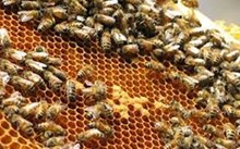 মৌ-মাখি (Honey be farming) পালনৰ বিষয়ে জানো আহক