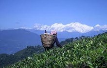 দাৰ্জিলিঙৰ চাহৰ উৎপাদন ২০২১ চনত সৰ্বনিম্ন