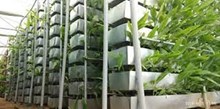 Vertical Farming: ইজৰাইলী কৃষি কৌশলৰ সৈতে 2.5 কোটি টকা উপাৰ্জন কৰক