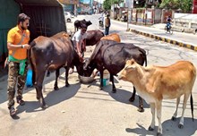 পদপথৰ বেচাহাৰা গৰু (Cow) গ্ৰহণ কৰিলে মাহিলি ৯০০ টকাকৈ দিব চৰকাৰে