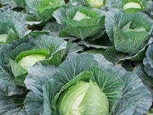 ডিব্রুগড় বিশ্ববিঃ সঞ্জীৱ শর্মাৰ সেউজ বিপ্লৱ, ৭ বিঘা ভূমিত ২ বনৌষধী তথা বিলুপ্ত উদ্ভিদৰ খেতি