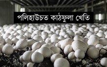 Polyhouse Mushroom Cultivation: সৰ্বশ্ৰেষ্ঠ প্ৰকাৰ, বিকাশ মাধ্যম, প্ৰক্ৰিয়া, আৰু পৰামৰ্শ