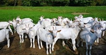 Goat Farming: ছাগলী পালনত কৰবাত আপুনিওঁ এই ভূল কৰা নাই তো?