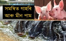 সমন্বিত গাহৰি আৰু মীন পাম সম্পৰ্কে কিছু কথা