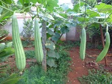 জিকা খেতিৰ উন্নত কৃষি পদ্ধতি ( ridge gourd cultivation in modern times in Assam)
