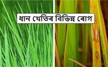 ধান খেতিৰ বিভিন্ন ৰোগ  আৰু ইয়াৰ কাৰ্যকৰী ব্যৱস্থাপনা 