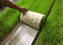 Hydroponics ৰ জৰিয়তে পশুখাদ্য প্ৰস্তুত কৰাৰ কৌশল