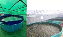 বায়’ফ্লক(Biofloc) প্ৰণালীত মাছ খেতিৰ লাভালাভ আৰু ত্ৰুটিবোৰ