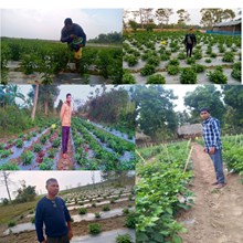 ভোট জলকীয়া খেতিৰে  ১৮  লাখ  টকা  উপাৰ্জন  ধেমাজিৰ  ভৱেন  শালৈৰ