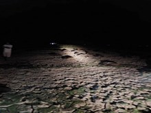 বিষক্ৰিয়াৰ ফলত মৃত্যু প্ৰায় ১০০ টাতকৈ অধিক বিলুপ্তপ্ৰায় শগুণ