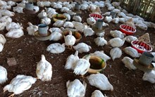 কুকুৰা ফাৰ্ম কেনেদৰে প্ৰস্তুত কৰিব?  স্থান, আকাৰ, উচ্চতা, দৈৰ্ঘ্য, প্ৰস্থ আৰু দিশ সম্পৰ্কে জানক