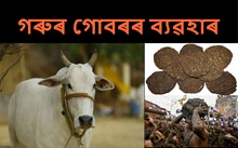 গৰুৰ গোবৰৰ (Cow Dung) বিভিন্ন ব্যৱহাৰ সম্পৰ্কে জানেনে আপুনি!