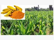 মাত্ৰ ১ একৰ ভূমিত ৬৫ কুইণ্টল হালধি উৎপাদন কৃষক কৌশল কিশোৰৰ 