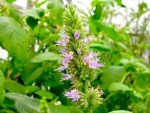 প্রচুৰ চাহিদা থকা শুকলতি শাকৰ কৃষিকৰ্মৰে আপুনি মাহে লাখ টকা উপার্জন কৰিব পাৰে, জানক ইয়াৰ কৃষি পদ্ধতি