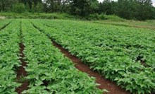 লাভজনক উৎপাদনৰ বাবে বিন খেতি কেনেকৈ কৰিব ?