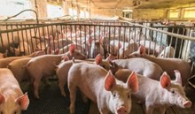  Pig Farming: গাহৰি পালক সকলক ৯৫% ৰাজসাহায্য প্ৰদান কৰিব চৰকাৰে