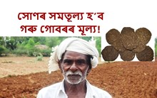 সোণৰ সমতূল্য হ’ব  গোবৰৰ মূল্য! কৃষকসকলৰ পৰা গোবৰ ক্ৰয় কৰিব চৰকাৰে