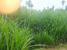 নেপিয়াৰ ঘাঁহ এবিধ উৎকৃষ্ট পশুখাদ্য, জানো আহক ইয়াৰ কৃষি পদ্ধতি