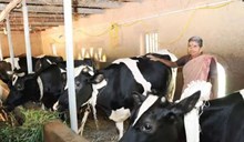 পশুধন বীমা আঁচনিৰ অধীনত ৭০ শতাংশ ৰাজসাহায্য চৰকাৰৰ