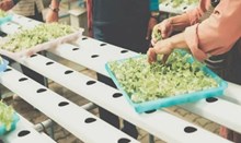 লাভজনক উপাৰ্জনৰ বাবে এপ্ৰিল মাহত কি কি শস্যৰ বীজ ৰোপণ কৰিব?