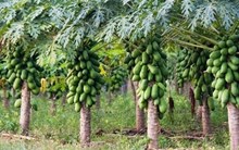 লাখ টকা উপাৰ্জন কৰক অমিতাৰ খেতিৰ পৰা ! জানক অমিতা খেতি কৰাৰ উপযুক্ত সময়...