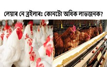 লেয়াৰ বনাম ব্ৰইলাৰঃ কৃষকসকলৰ বাবে কোনটো অধিক লাভজনক?