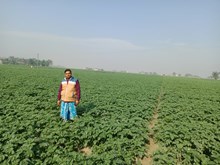 আলোপতিত ‘আলু বিপ্লৱ’