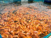 বাৰিষাৰ সময়ত কৰা লাভজনক ব্যৱসায়! জানিবলৈ পঢ়ক...