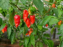 ব্যৱসায়িক ভিত্তিত ভোট জলকীয়াৰ খেতি কৰাৰ পূ্ৰ্বে জানিবলগীয়া কেইটামান তথ্য