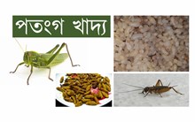 অসমত খাদ্যৰূপত ব্যৱহৃত কিছু পতংগ প্ৰজাতি-