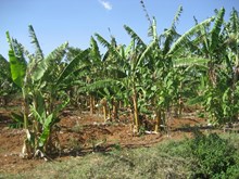 Banana Plantation:উপাৰ্জন বৃদ্ধিৰ বাবে কলৰ খেতি কেনেদৰে কৰিব ?
