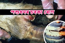 পশুধনৰ চবকা ৰোগ আৰু ইয়াৰ প্ৰতিকাৰ-