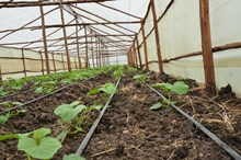 কম খৰচতে অতি লাভজনক সেউজগৃহ কেনেদৰে নিৰ্মাণ কৰিব ? 