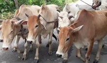 বাৰিষাৰ বেমাৰৰ পৰা গৰু-ম'হক ৰক্ষা কৰিবলৈ ল'বলগীয়া প্ৰাথমিক যতন