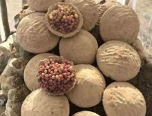 খাদ্য সংৰক্ষণৰ বাবে ভূঁচি আৰু মাটিৰে তৈয়াৰী অনন্য প্ৰযুক্তি; ৬ মাহলৈ সতেজ হৈ থাকে ফলমূল-