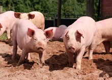 গাহৰিৰ জ্বৰ প্ৰতিৰোধ কৰিবলৈ আপুনি কি কৰিব ? জানিবলৈ পঢ়ক...