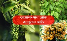 বাৰীত তামোল-পাণ আৰু জালুকৰ খেতি-