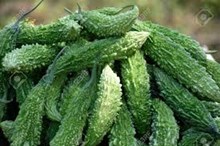 তিতা কেৰেলাৰ খেতি-