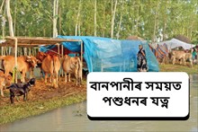 বানৰ সময়ত কেনেদৰে যত্ন ল’ব পশুধনৰ?