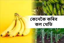 কল খেতি আৰু ইয়াৰ পৰিচৰ্যা-