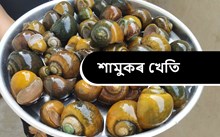 লাভজনক আৰু সম্ভাৱনাপূৰ্ণ ব্যৱসায় শামুকৰ খেতি!