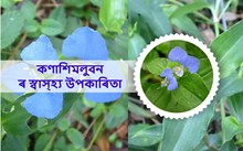 কণাশিমলুবনৰ স্বাস্হ্য উপকাৰিতা