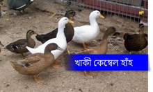  হাঁহ পালনৰ বাবে জানিবলগীয়া আৱশ্যকীয় কথাঃ