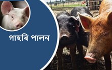 গাহৰি পালনৰ বাবে সৰ্বোৎকৃষ্ট প্ৰকাৰসমূহ-
